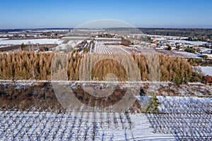 Apple orchards during winter in Poland