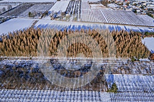 Apple orchards during winter in Poland