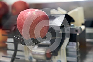 Apple in a packing machine. Labeling apparatus