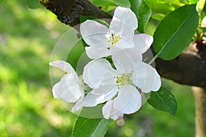 Apple or pear blossoms. White flowers of tree in the early spring