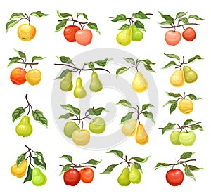 Apple and Pear Branch with Hanging Ripe Pomaceous Fruit Big Vector Set