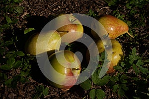 Apple and pear in the grass