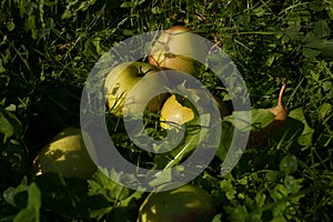 Apple and pear in the grass