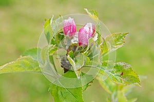 Apple and pear trees in blossom photo