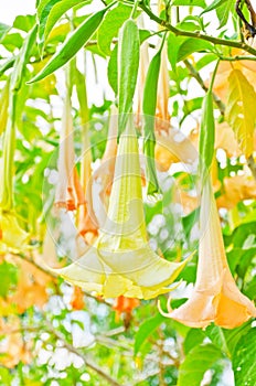 Apple of Peru, Green Thorn Apple, Datura metel L.