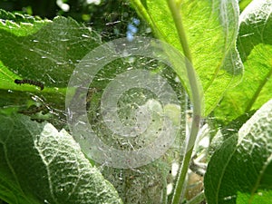 yponomenta malinellus - apple moth