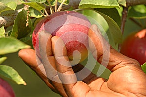 Apple Picking