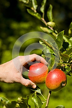 Apple picking