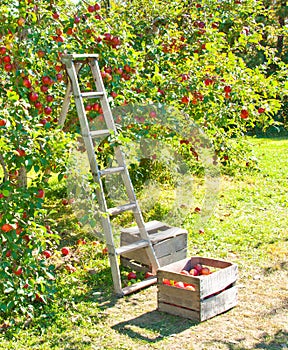 Apple Picking