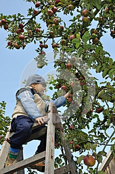 Apple picking