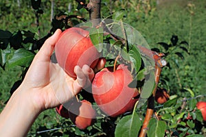 Apple picking