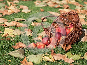 Apple picking