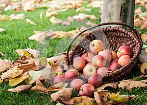 Apple picking