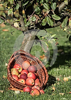 Apple picking