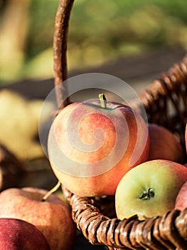 Apple picking