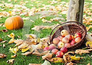 Apple picking