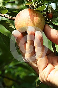 Apple picking