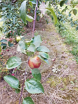 Apple picking