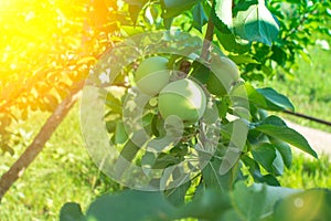 Apple picking. Apple tree branch and hands. Autumn harvest in the orchard. organic fruit in the garden, on a bright Sunny day