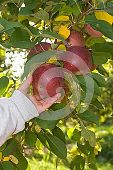 Apple picking, boy's hand reaching for red apples