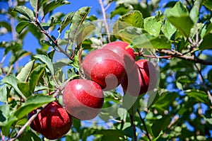 Apple Picking Day in Upstate NY