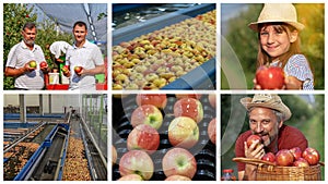 Apple Picking in Family Orchard and Post Harvest Management of Apples - Photo Collage