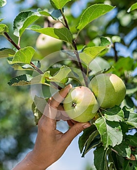 Apple picking. Female hand gathering apple from a tree