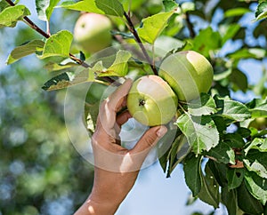 Apple picking. Female hand gathering apple from a tree