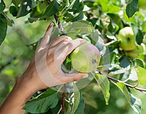 Apple picking. Female hand gathering apple from a tree