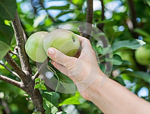 Apple picking. Female hand gathering apple from a tree