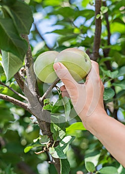 Apple picking. Female hand gathering apple from a tree