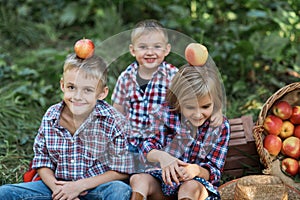 Apple picking. Happy children harvesting apples in orchard