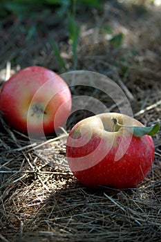 Apple picking season