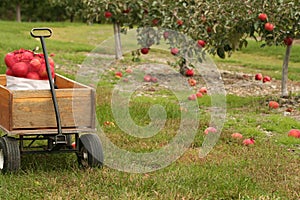 Apple Picking Season