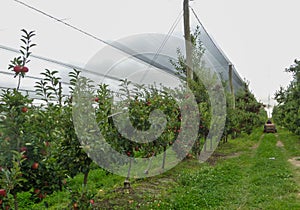 Apple picking season in autumn in Australia in an orchard. Apple trees with red apples.