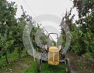 Apple picking season in south-east Queensland, Australia.