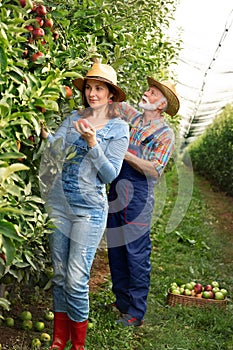 Apple picking season photo