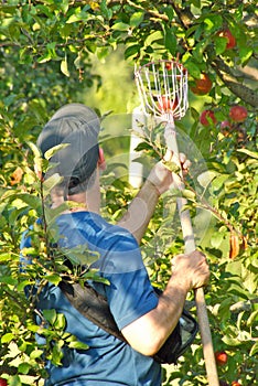 Apple Picking Time