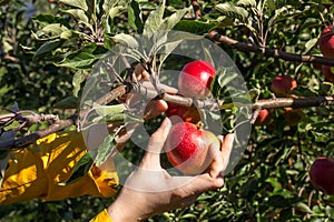 Apple picking photo