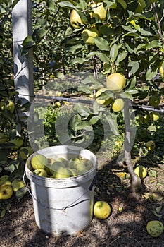 Apple picking in Voinesti, Romania