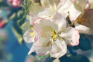 Apple pink spring flower