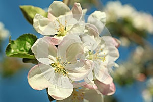 Apple pink spring flower