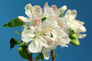 Apple pink spring flower