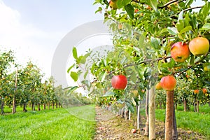 Apple plantation