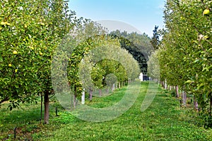 Apple plantation garden trees growing in rows.