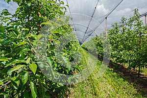 Apple plantation with the net protection photo