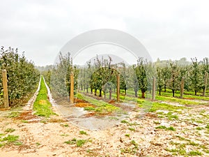 Apple plantation. Rows of young apple trees growing in a garden or apple farm.