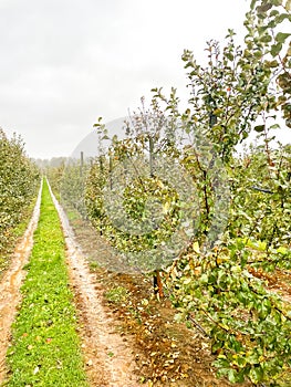 Apple plantation. Rows of young apple trees growing in a garden or apple farm.