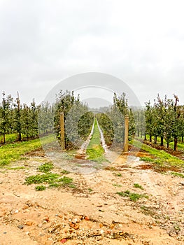 Apple plantation. Rows of young apple trees growing in a garden or apple farm.