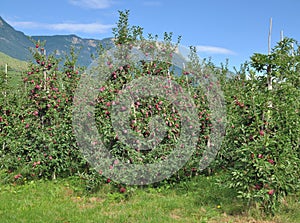 Apple Plantation,South Tirol,Merano,Italy